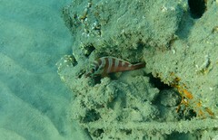 Epinephelus fasciatus