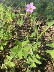 Oxalis drummondii