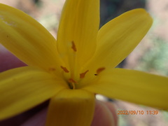 Cyrtanthus breviflorus