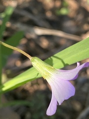 Oxalis drummondii