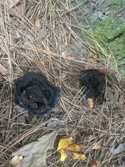 Phaeolus schweinitzii