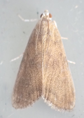 Elophila gyralis