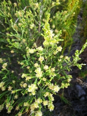 Passerina