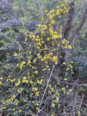 Hibbertia sericea
