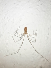 Pholcidae