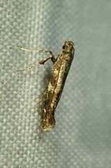 Caloptilia