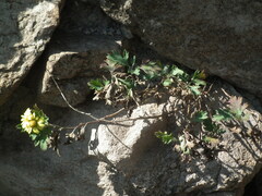 Chrysanthemum indicum