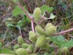 Xanthium orientale riparium