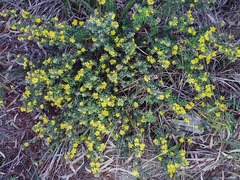 Hibbertia sericea