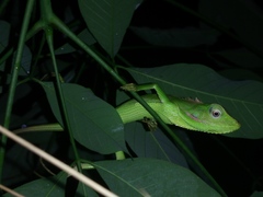 Bronchocela jubata
