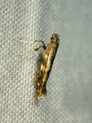 Caloptilia
