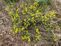 Hibbertia sericea