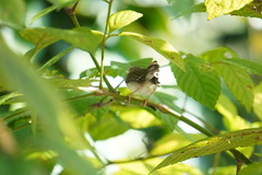 Orthotomus ruficeps