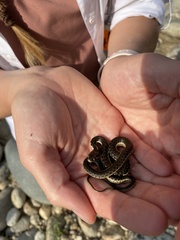 Thamnophis couchii