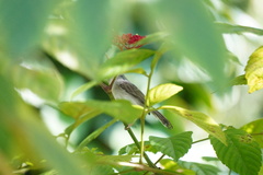 Orthotomus ruficeps