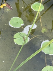 Tetragnatha laboriosa