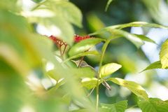 Orthotomus ruficeps
