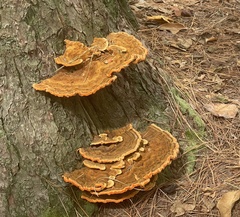 Phaeolus schweinitzii