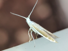 Coleophora albella