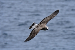 Larus michahellis atlantis