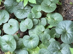 Asarum europaeum