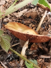 Agrocybe putaminum
