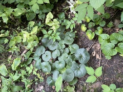 Asarum europaeum