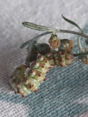 Cucullia artemisiae