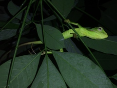 Bronchocela jubata