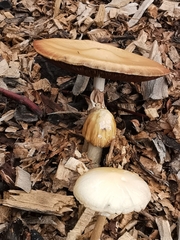 Agrocybe putaminum