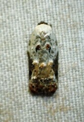 Acleris nivisellana