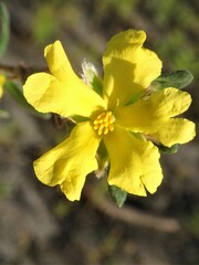 Hibbertia sericea