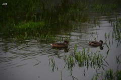 Anas bahamensis galapagensis