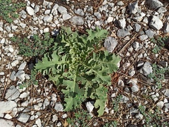 Verbascum sinuatum