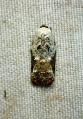 Acleris nivisellana