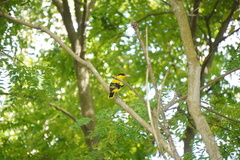 Oriolus chinensis