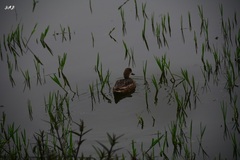 Anas bahamensis galapagensis