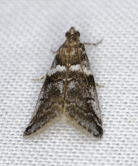 Acrobasis