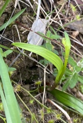 Wurmbea dioica