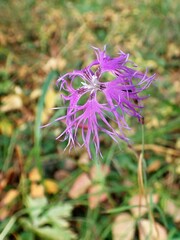 Dianthus superbus