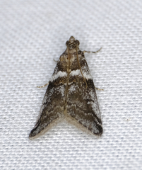Acrobasis