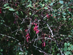 Berberis vulgaris
