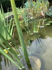 Tetragnatha laboriosa