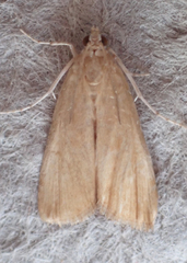 Elophila gyralis