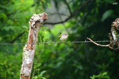 Myiarchus magnirostris