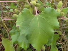 Xanthium orientale riparium