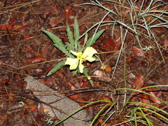 Oenothera flava