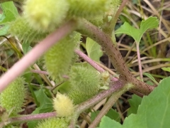 Xanthium orientale riparium
