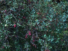 Berberis vulgaris