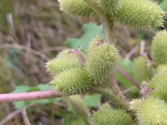 Xanthium orientale riparium